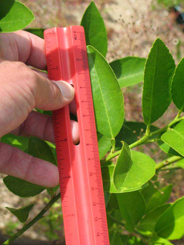            Unifoliolate leaf (Persian, Winter Haven, FL)   